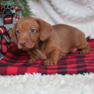 Rudolph, Dachshund Puppy